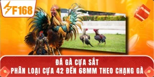 Đá Gà Cựa Sắt - Phân Loại Cựa 42 Đến 68mm Theo Chạng Gà