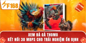 Xem Đá Gà Thomo - Kết Nối 30 Mbps Cho Trải Nghiệm Ổn Định